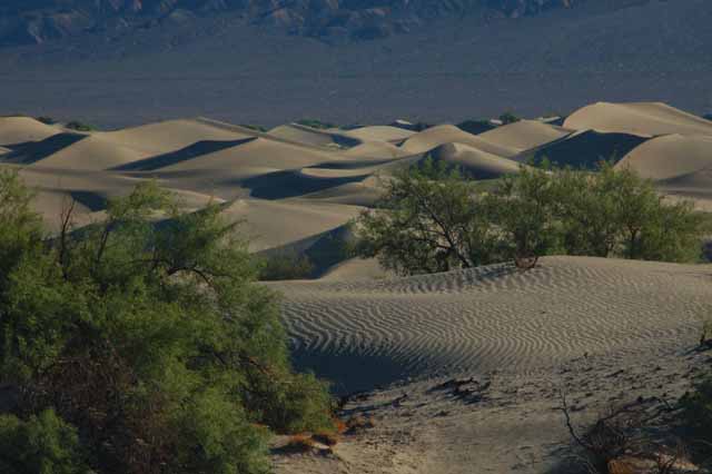 Mesquite sand dunes